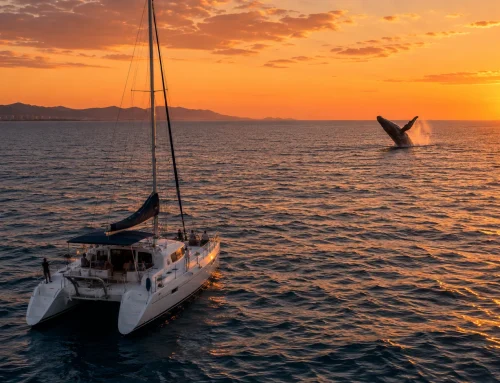 Whale Watching in Cabo San Lucas | Sail Baja Adventures