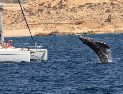 Best Time to See Whales in Cabo San Lucas