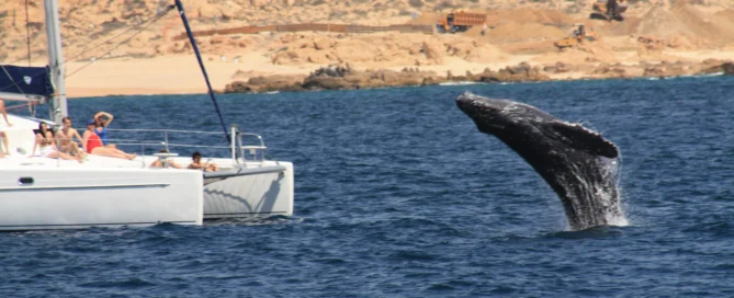Avistamiento de ballenas en Cabo