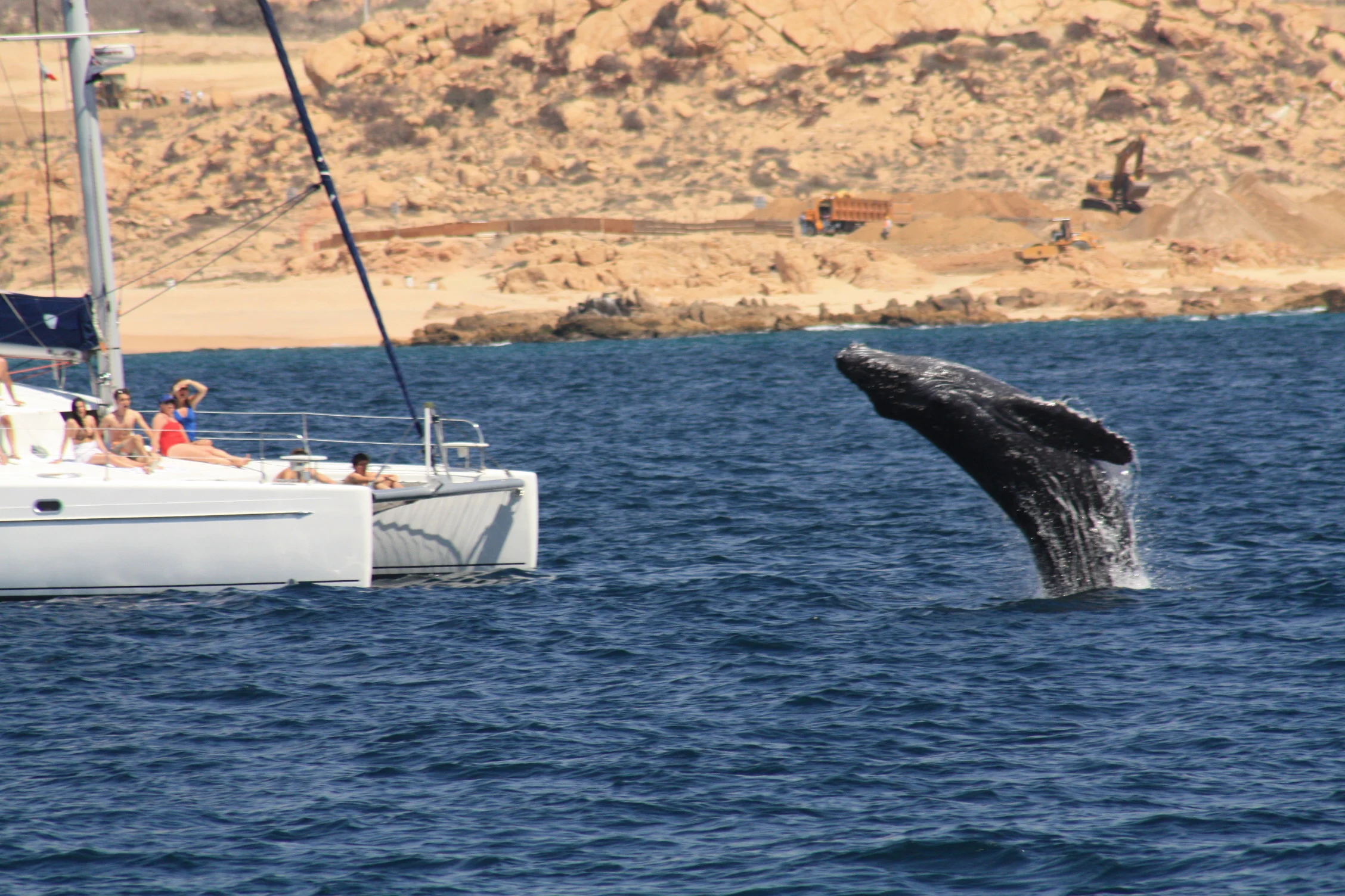whale watching tours los cabos