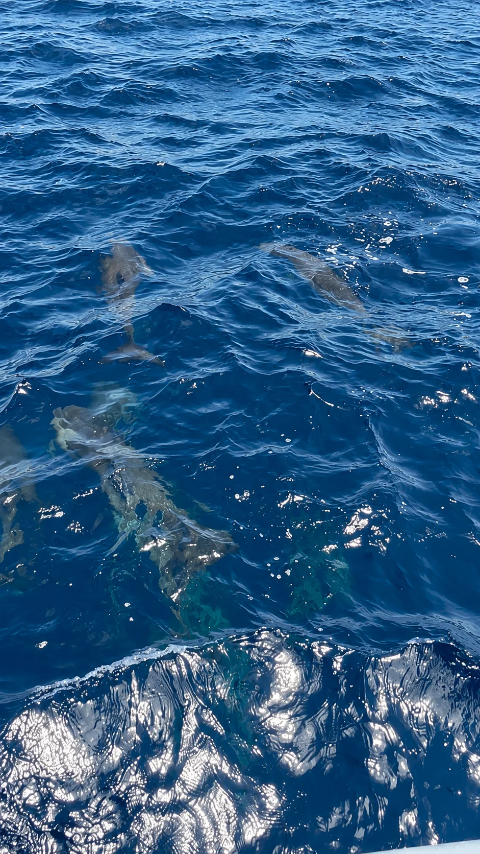 Dolphin Watching in Cabo San Lucas | Sail Baja Adventures
