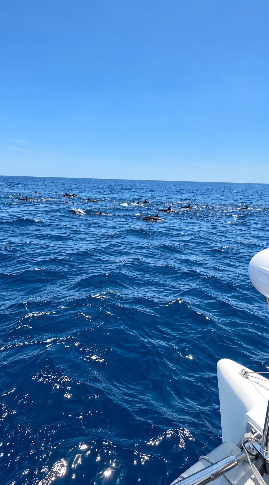 Dolphin Watching in Cabo San Lucas | Sail Baja Adventures